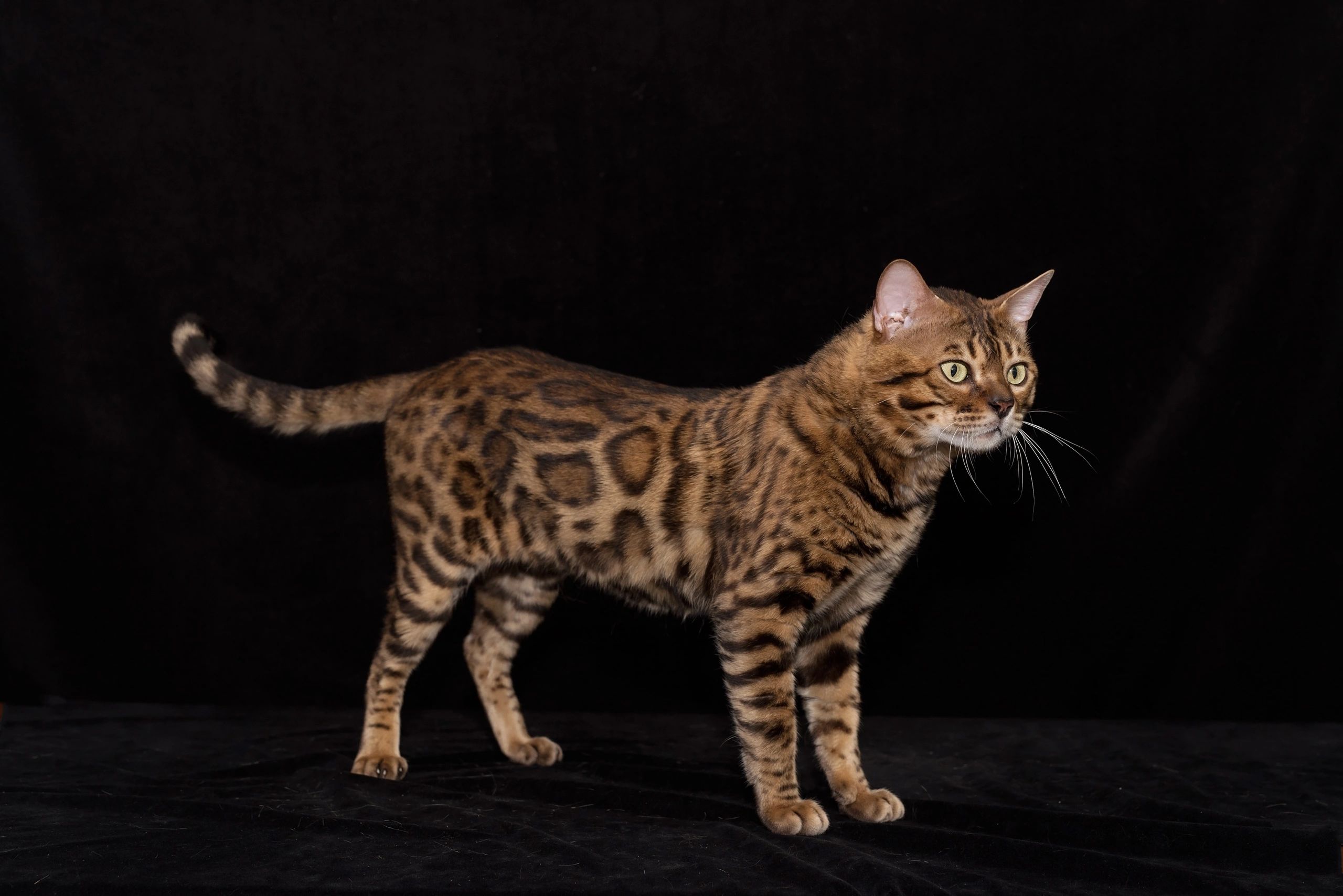 COAT COLORS Breeze Bengals